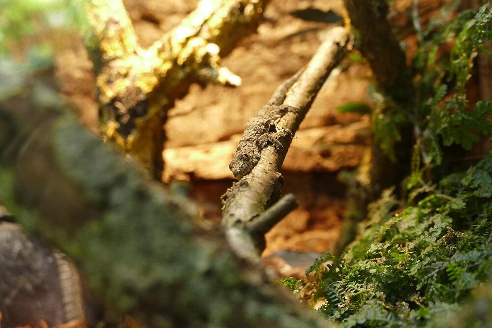 Im Neuwieder Zoo kann man viele Geckos finden.