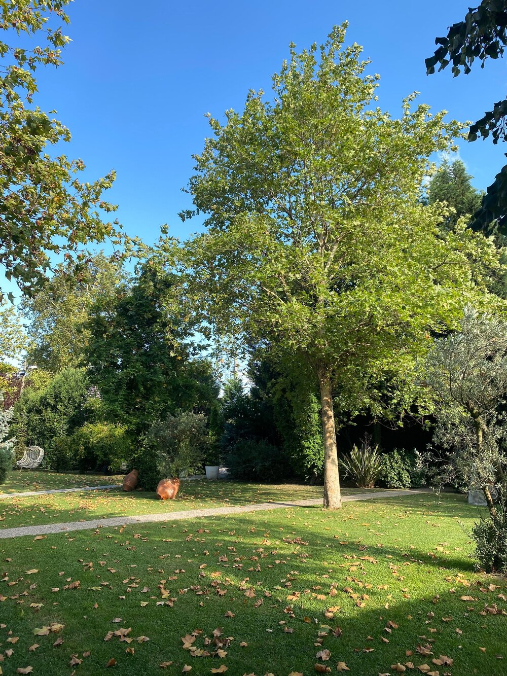 Ein Baum in einem Garten (Symbolbild).