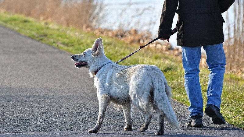 Hundebesitzer müssen in Bendorf um ihre Tiere bangen. (Symbolbild)