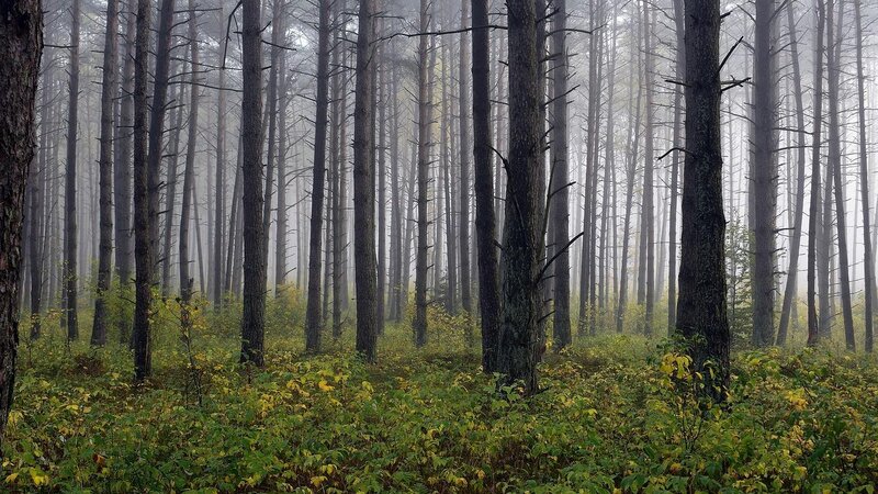 Wald (Symbolbild)