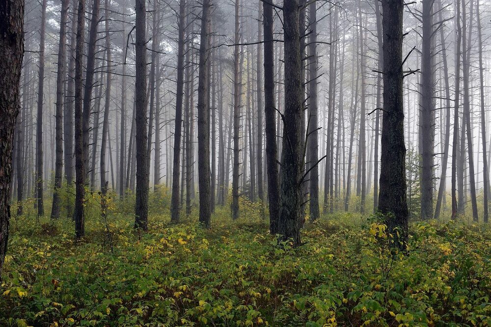 Wald (Symbolbild)
