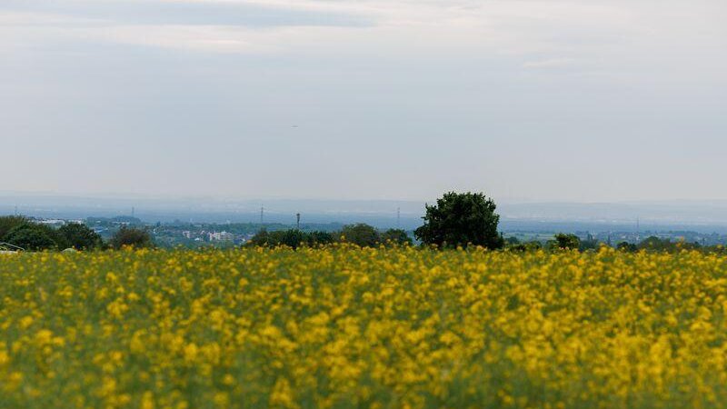 Etwas trüber als zuletzt könnte der Himmel in Rheinland-Pfalz  daherkommen.