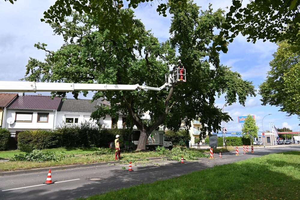 Der Stamm dieser ortsprägenden Eiche an der Schlachthofstraße ist vermutlich durch Wind und Starkregen aufgerissen.