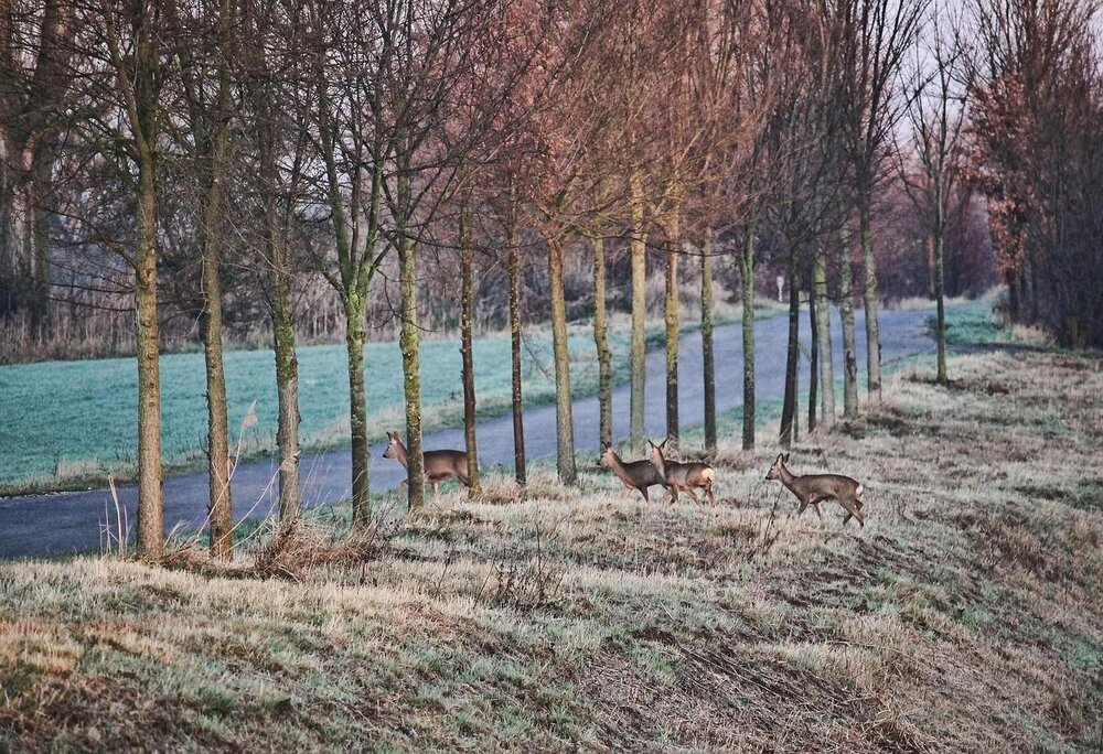 Wildwechsel (Symbolbild)