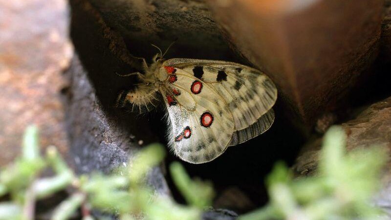 Sprühflüge seien maßgeblich für den Rückgang des streng geschützten Mosel-Apollofalters sowie weiterer Insektenarten verantwortlich, so die DUH. (Symbolbild)