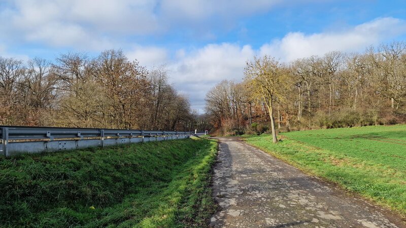 Ein Waldstück bei Monreal, hier in der Nähe soll die Leiche gefunden worden sein.