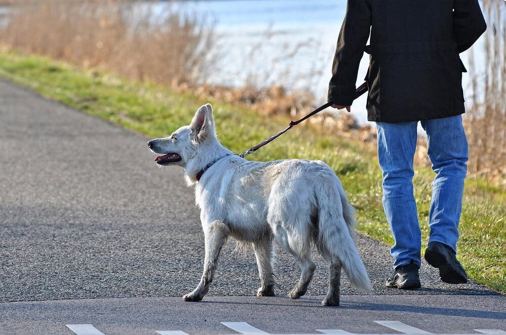 Gassigehen mit einem Hund (Symbolbild) Gassigehen mit einem Hund (Symbolbild)