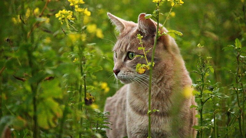 EIne Katze (Symbolbild).