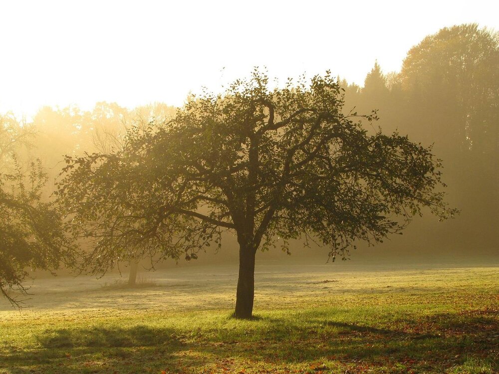 Apfelbaum, Symbolbild
