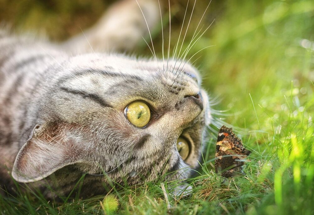 Katze, Symbolbild
