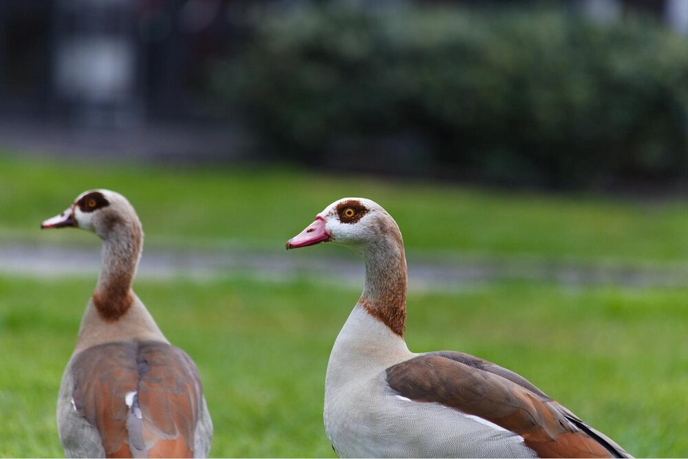 Nilgans (Symbolbild) Nilgans (Symbolbild)