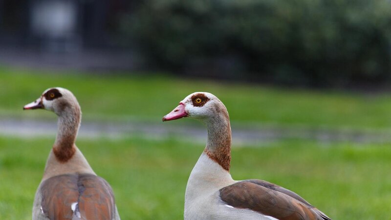 Nilgans (Symbolbild)