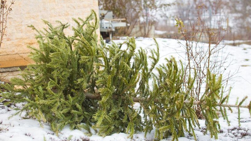 Weihnachtsbaum