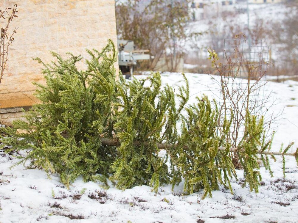 Weihnachtsbaum