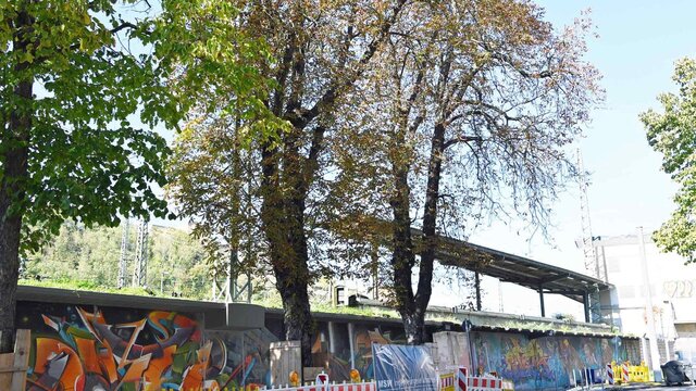 Die beiden rechten Rosskastanien müssen dem Fundament der neuen Lärmschutzwand entlang der Frankenstraße weichen. Deutsche Bahn baut Lärmschutzwand: Vier Kastanien müssen weichen