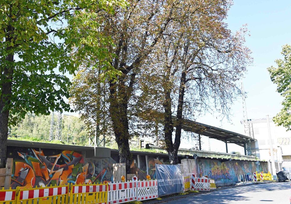 Die beiden rechten Rosskastanien müssen dem Fundament der neuen Lärmschutzwand entlang der Frankenstraße weichen.