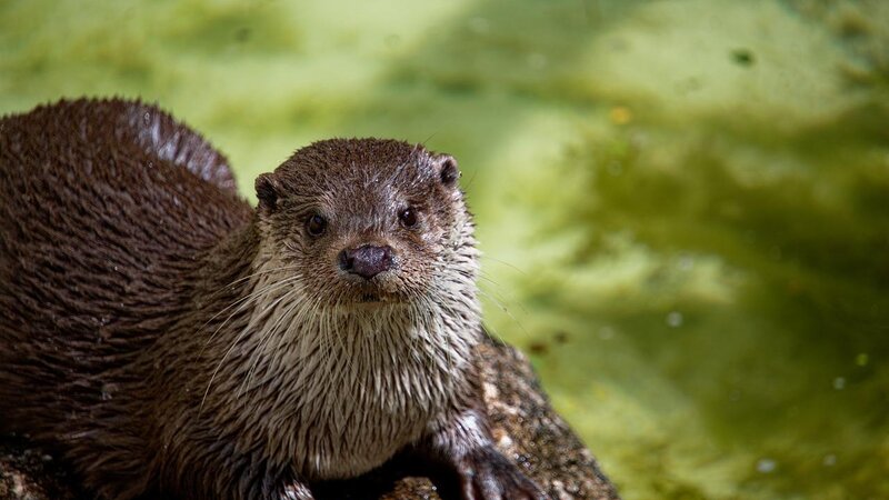 Otter