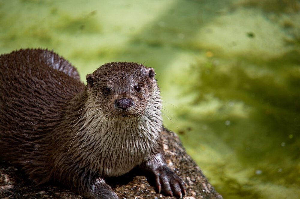 Otter Otter