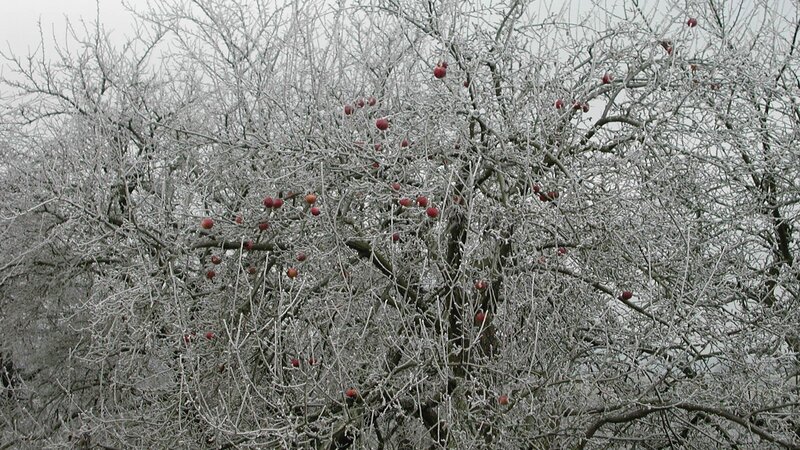 Das Winterwetter zaubert manch eigenartige Bilder.