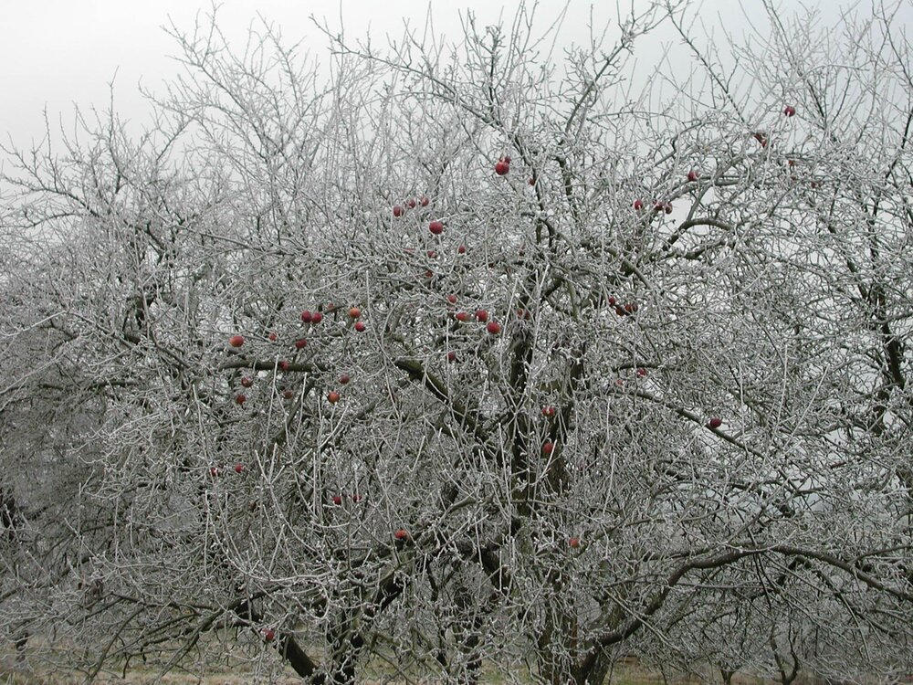 Das Winterwetter zaubert manch eigenartige Bilder.