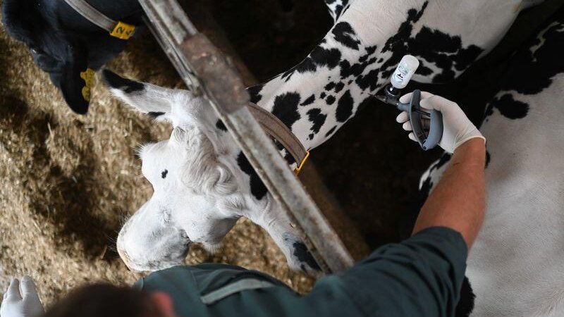 Vorsorglich sollen nun möglichst viele empfängliche Tiere gegen das Blauzungenvirus geimpft werden. (Symbolbild)