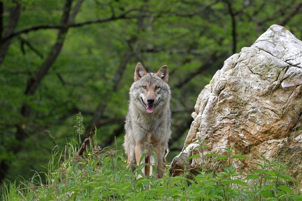 Wolf, Symbolbild