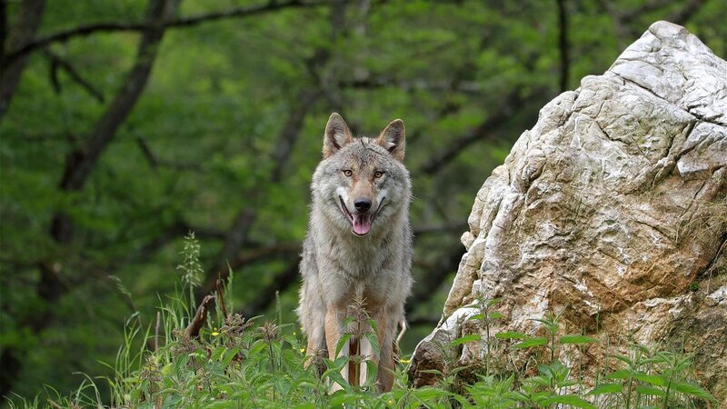 Wolf, Symbolbild