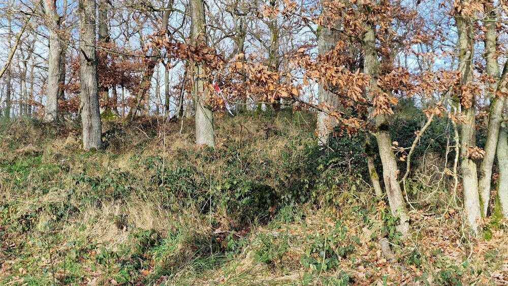 An dieser Stelle wurden die Leichenteile am Polcher Holz gefunden. An dieser Stelle wurden die Leichenteile am Polcher Holz gefunden.