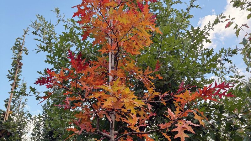 Ein Ring aus Texas-Eichen, die im Herbst eine kräftig rote Laubfärbung bekommen, wächst künftig auf dem Wallersheimer Kreisel.
