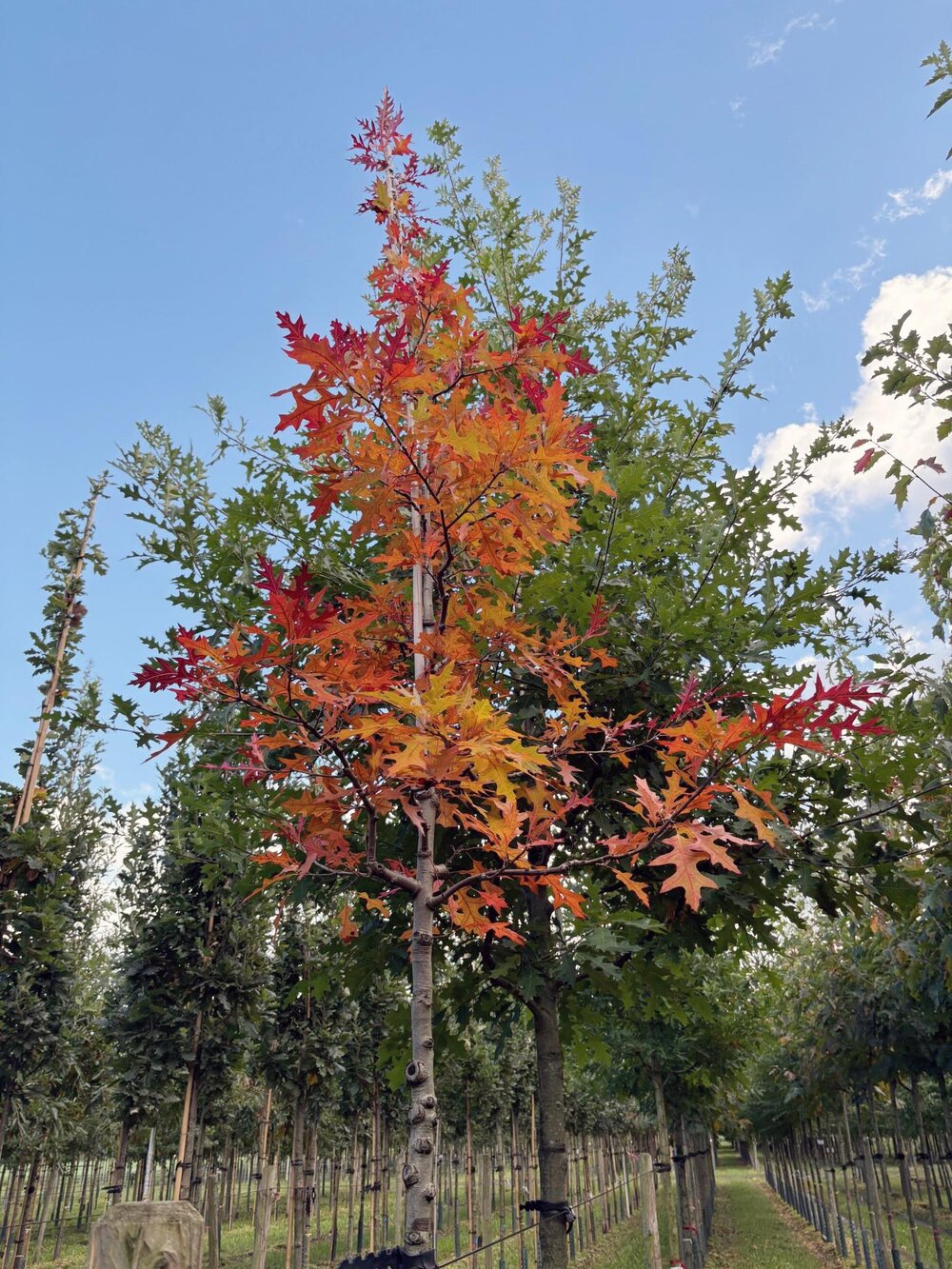 Ein Ring aus Texas-Eichen, die im Herbst eine kräftig rote Laubfärbung bekommen, wächst künftig auf dem Wallersheimer Kreisel.