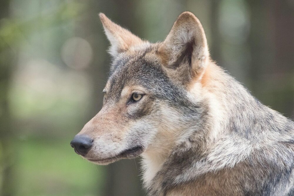 Wolf, Symbolbild Wolf, Symbolbild