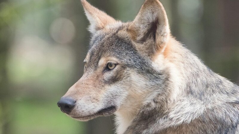 Wolf, Symbolbild