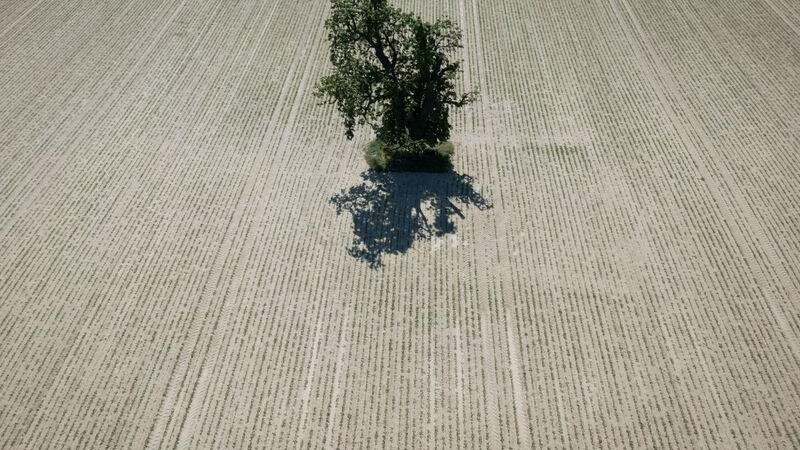 Niederschläge sind in Rheinland-Pfalz auch in den nächsten Tagen nicht in Sicht. (Symbolbild)