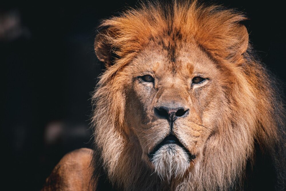 Der Berberlöwe Schröder ist mit 19 Jahren im Zoo Neuwied gestorben. Der Berberlöwe Schröder ist mit 19 Jahren im Zoo Neuwied gestorben.