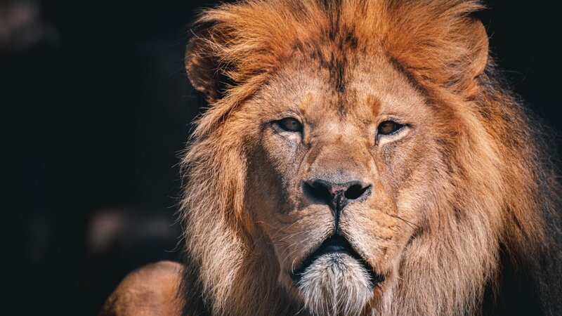 Der Berberlöwe Schröder ist mit 19 Jahren im Zoo Neuwied gestorben.