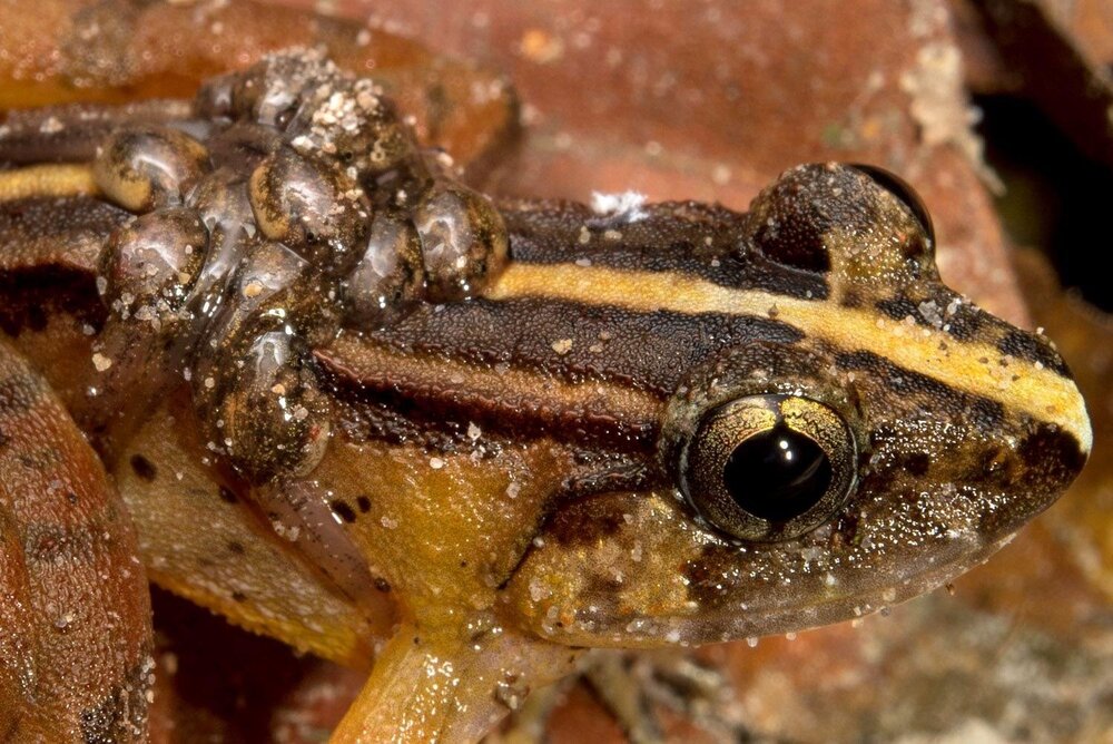 Limnonectes suboliferus, eine neubeschriebene Froschart von der Insel Borneo. Das Bild zeigt ein kaulquappentragendes Männchen aus dem Kubah-Nationalpark, Sarawak, Malaysia. Limnonectes suboliferus, eine neubeschriebene Froschart von der Insel Borneo. Das Bild zeigt ein kaulquappentragendes Männchen aus dem Kubah-Nationalpark, Sarawak, Malaysia.