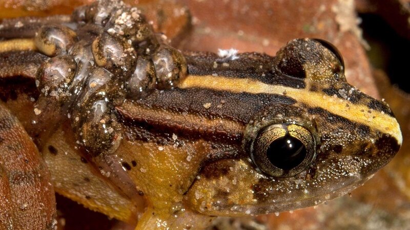 Limnonectes suboliferus, eine neubeschriebene Froschart von der Insel Borneo. Das Bild zeigt ein kaulquappentragendes Männchen aus dem Kubah-Nationalpark, Sarawak, Malaysia.
