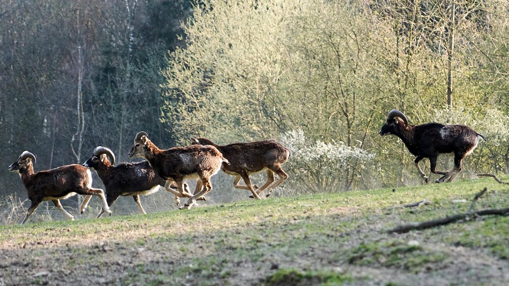 Mufflons im Wild- und Freizeitpark Westerwald in Gackenbach. Mufflons im Wild- und Freizeitpark Westerwald in Gackenbach.