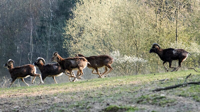 Mufflons im Wild- und Freizeitpark Westerwald in Gackenbach.