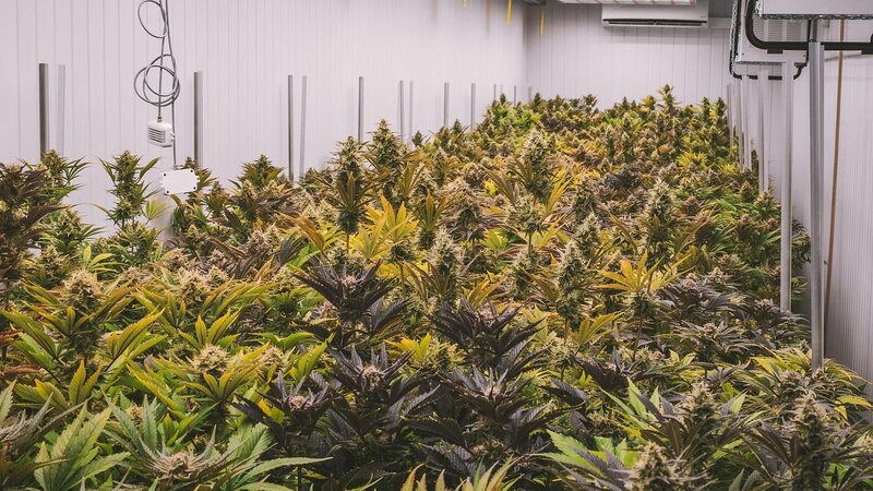 Symbolbild/Cannabis