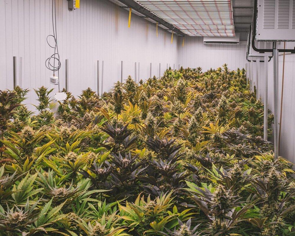Symbolbild/Cannabis Symbolbild/Cannabis