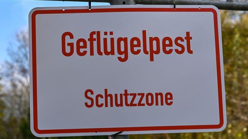Die Klassische Geflügelpest ist eine tödlich verlaufende Erkrankung von Vögeln. (Symbolbild)