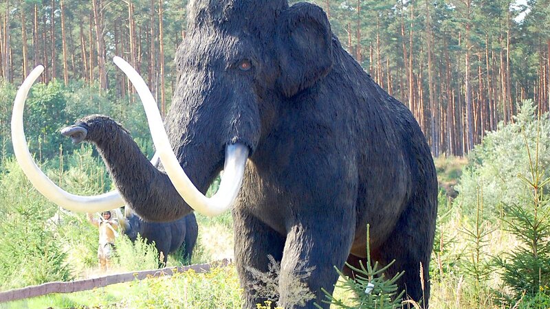 Die Überreste eines Mammut (hier ein Model) wurden in Koblenz 2021 gefunden.