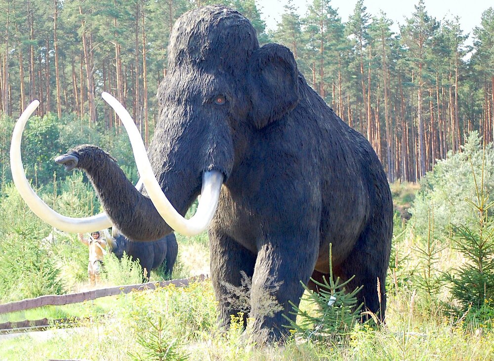 Die Überreste eines Mammut (hier ein Model) wurden in Koblenz 2021 gefunden.
