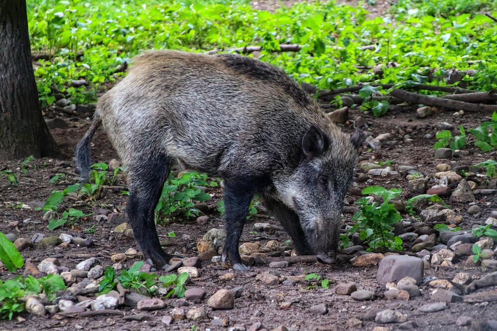 Symbolbild: Wildschweine auf dem Koblenzer Hauptfriedhof Symbolbild: Wildschweine auf dem Koblenzer Hauptfriedhof
