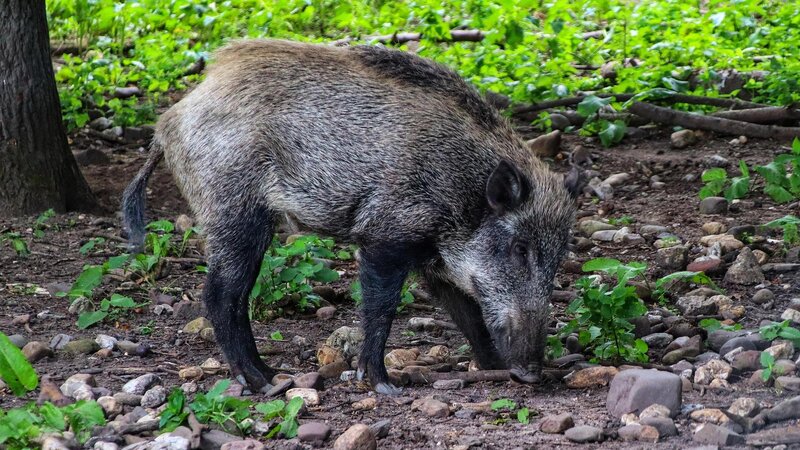 Symbolbild: Wildschweine auf dem Koblenzer Hauptfriedhof