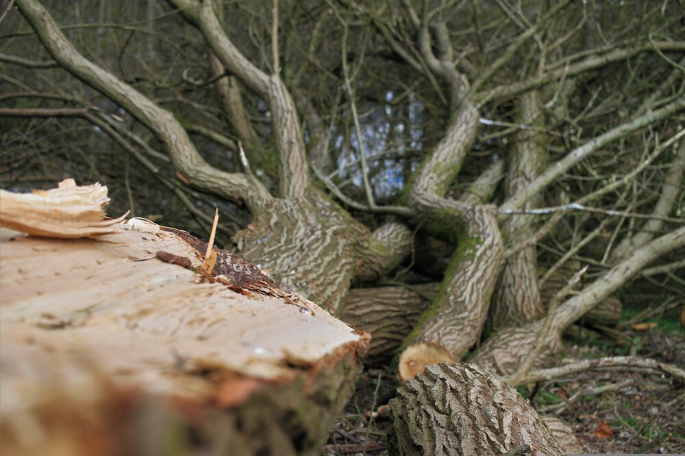 Ein Baum wurde gefällt (Symbolbild). Ein Baum wurde gefällt (Symbolbild).