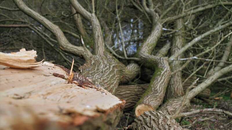 Ein Baum wurde gefällt (Symbolbild).