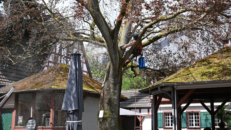 Eine 100 Jahre alte Blutbuche ist im Weindorf gefällt worden.