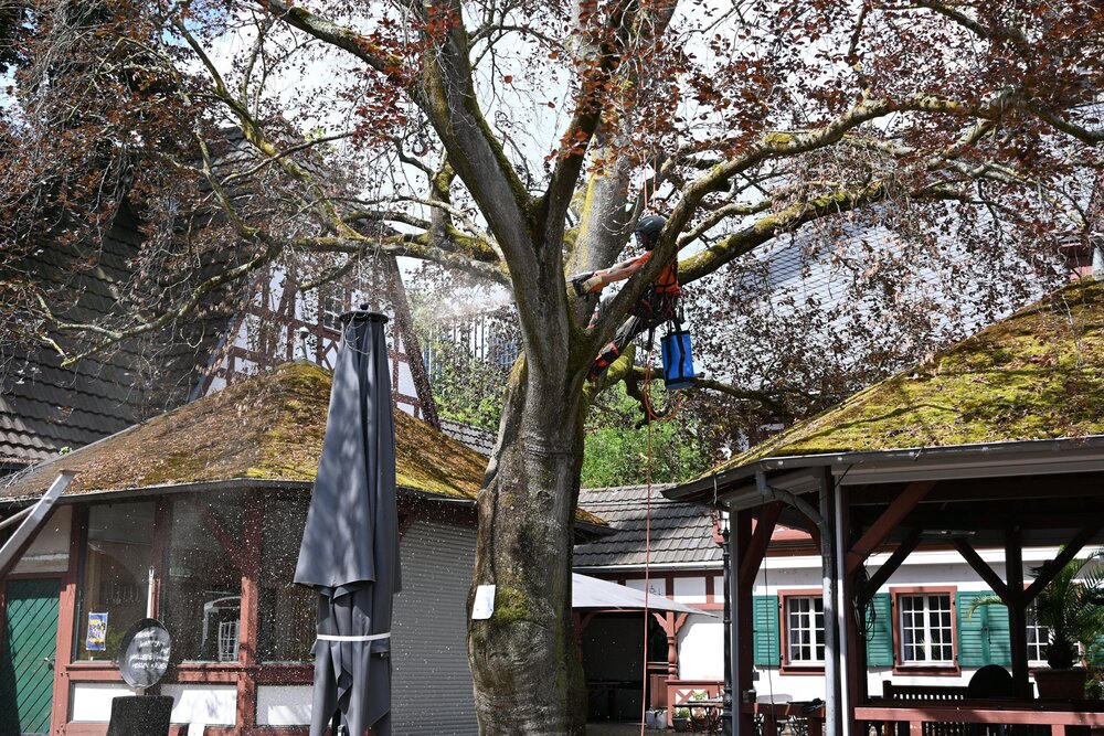 Eine 100 Jahre alte Blutbuche ist im Weindorf gefällt worden.